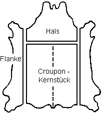 Lederhaut Unterteilt in verschiedene Bereiche